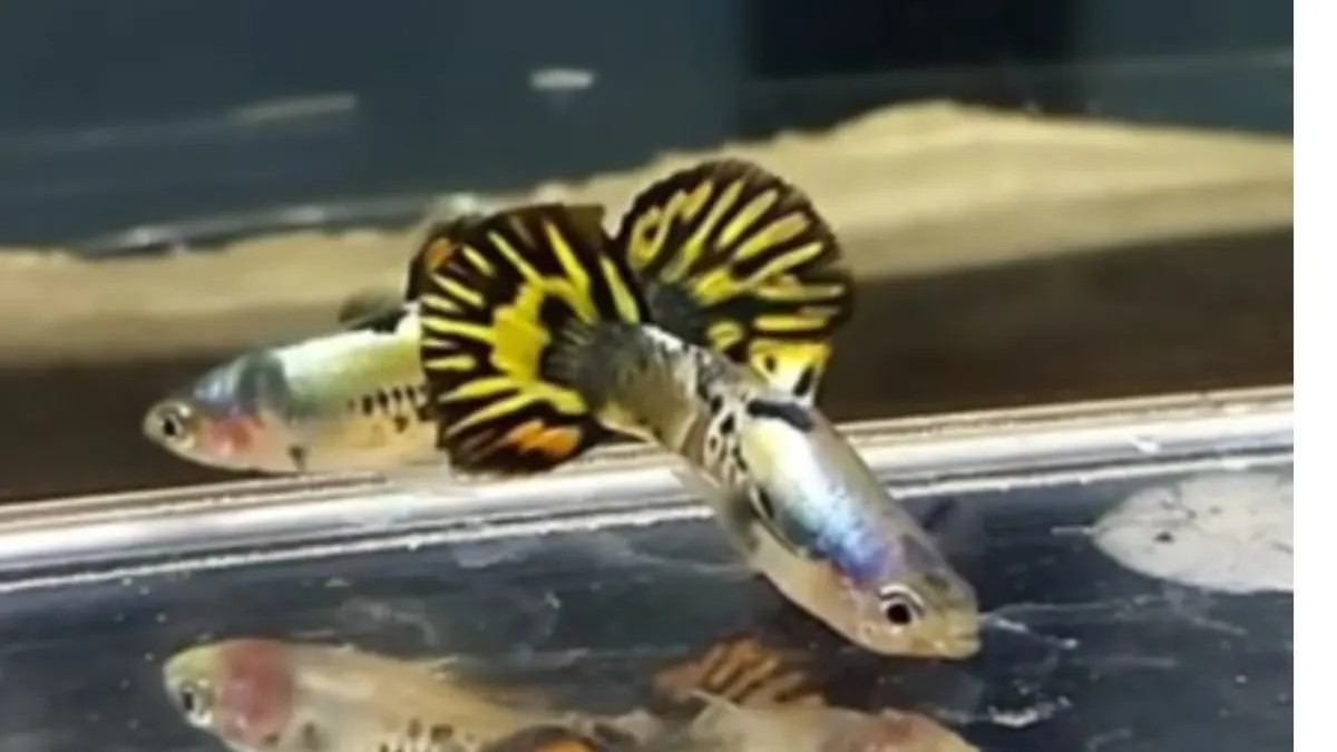 Ilustrasi gambar jenisikan guppy roundtail