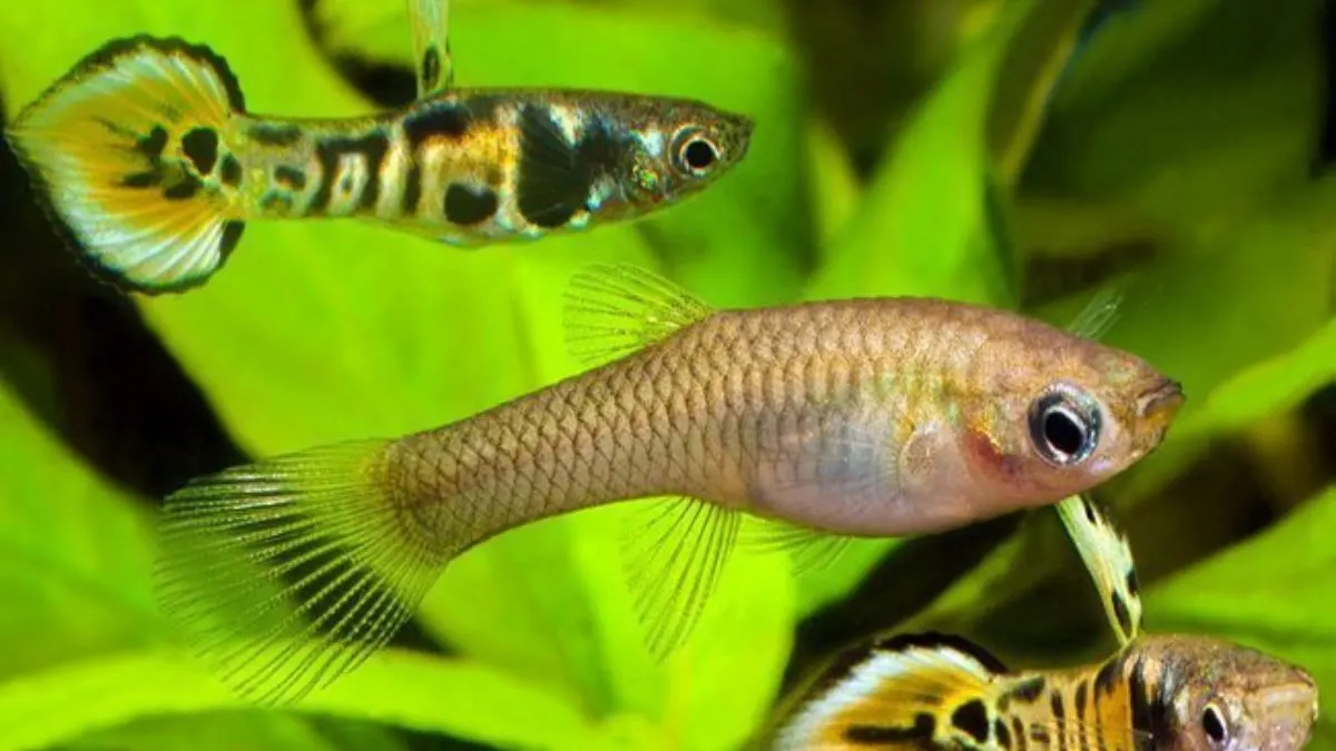 Ilustrasi jenis jenis ikan guppy spadetail