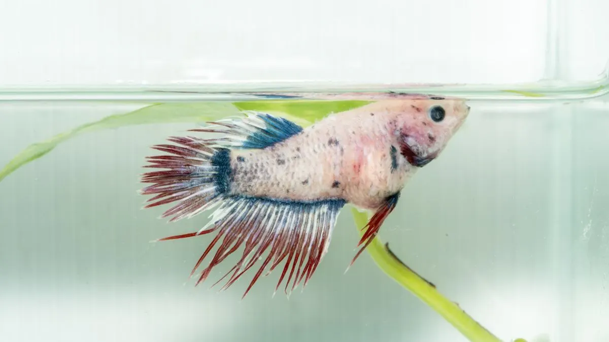 ikan-ada-di-cupang-di-akuarium Ilustrasi ikan cupang betina untuk mengetahui cara membedakan ikan cupang jantan dan betina