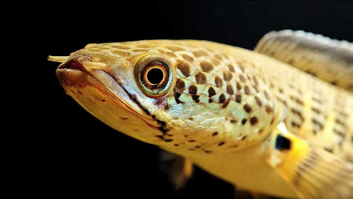 Ilusrasi ikan channa krem dengan bercak hitam