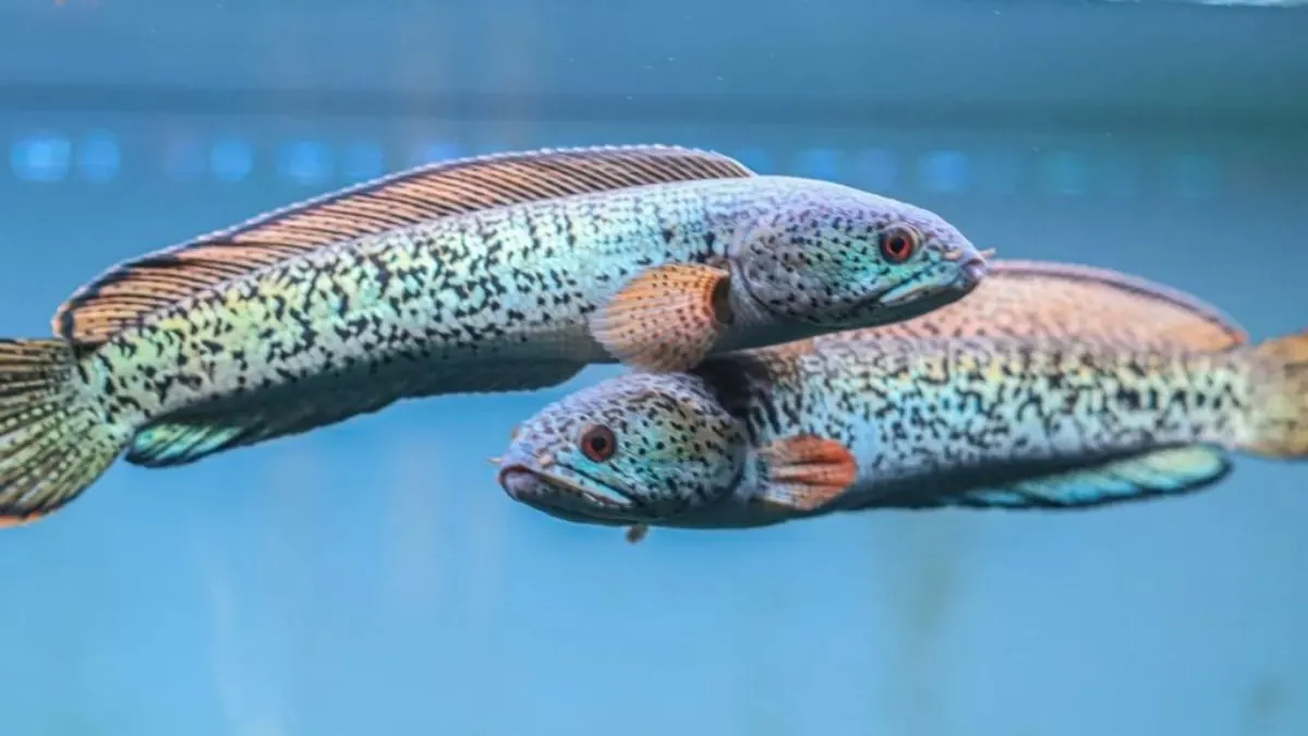 gambar dua channa di satu kolam