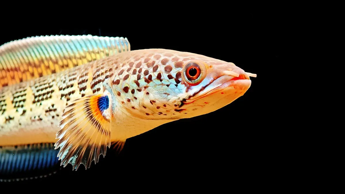 Gambar channa cantik