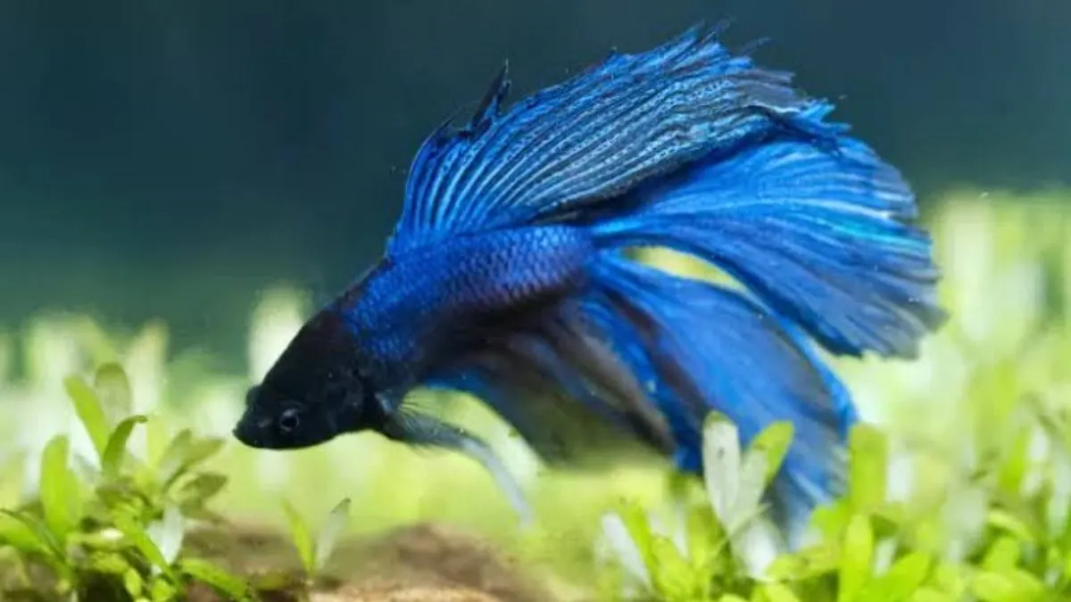 Ilustrasi ikan cupang berada di dasar akuarium yang merupakan ciri-ciri ikan cupang stres