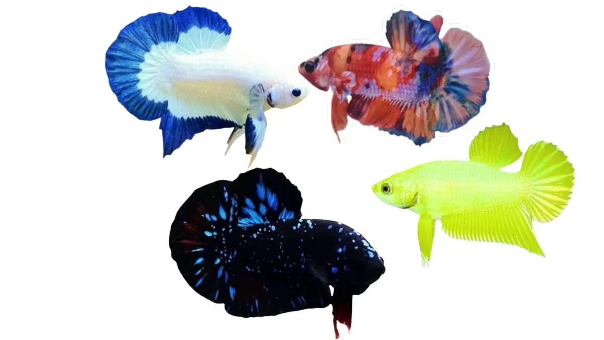 ikan-cupang-berbagai-corak Gambar ikan cupang berbagai corak, avatar, neon, multicolor, bluerim