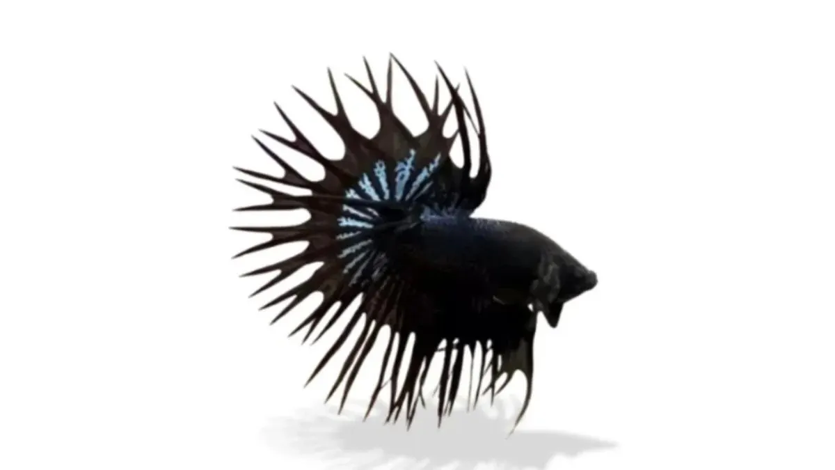 ikan-cupang-crowntail-black-orchid-jumbo Ilustrasi gambar ikan cupang crowntail black orchid jumbo