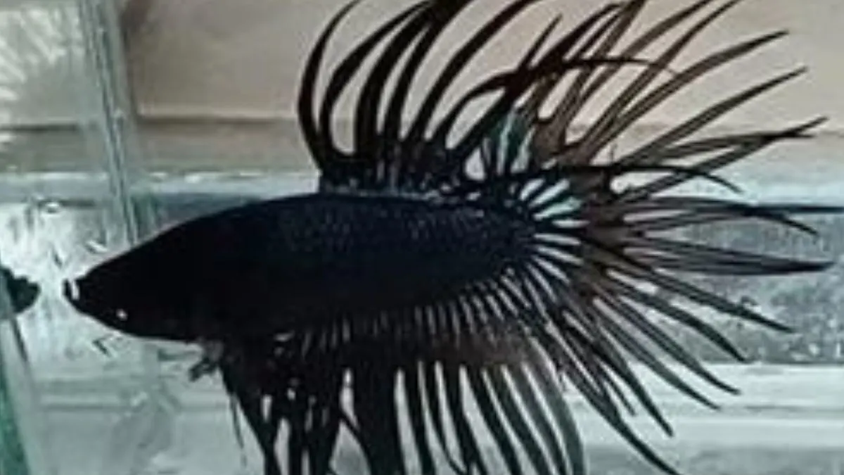 ikan-cupang-crowntail-black-orchid Ilustrasi ikan cupang crowntail black orchid