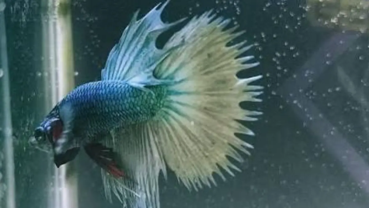 ikan-cupang-crowntail-combtail Ilsutrasi ikan cupang crowntail combtail