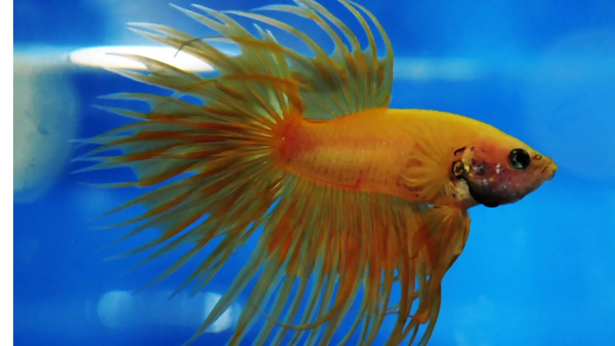 ikan-cupang-crowntail-double-ray-oranye Ilustrasi cupang double ray oranye