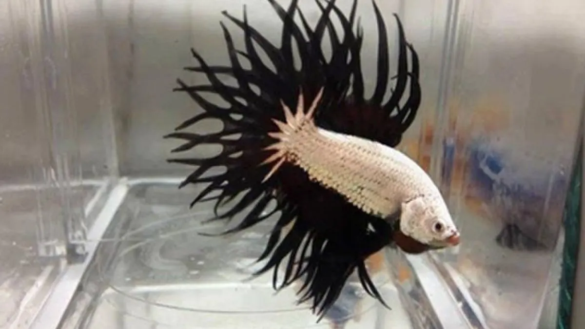 ikan-cupang-crowntail-king-crown Ilustrasi gambar ikan crowntail king crown