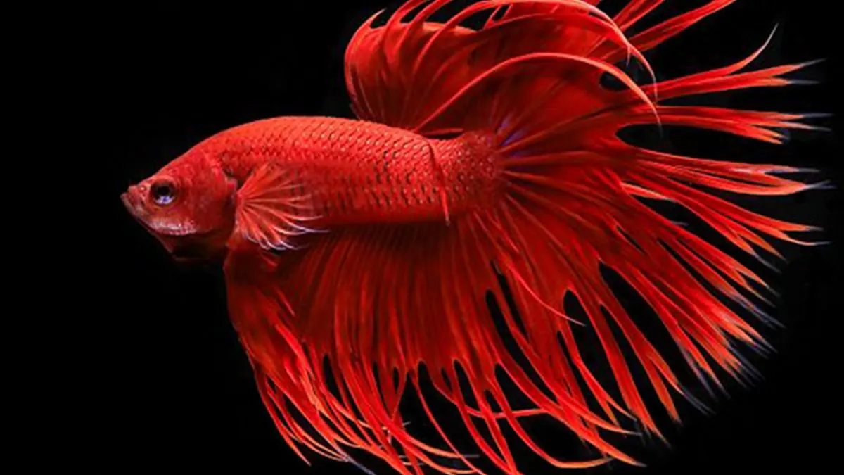 Ilustrasi ikan cupang crowntail super red crowntail triple ray