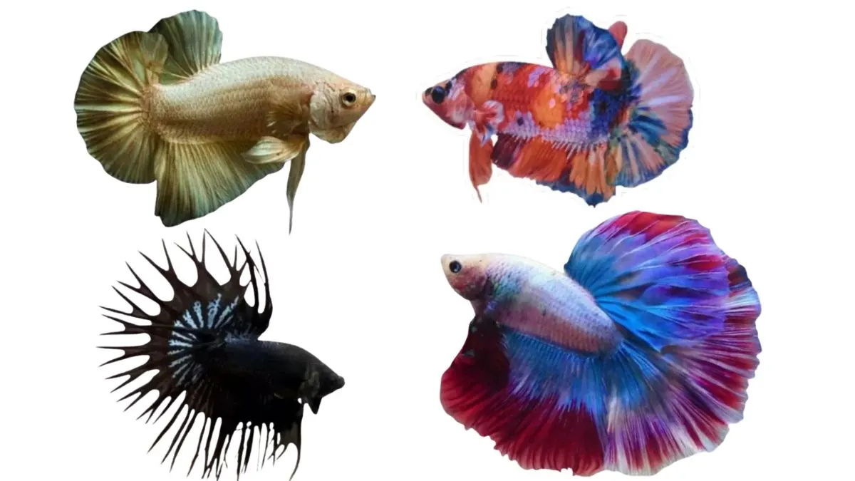 ikan-cupang-dari-berbagai-jenis Gambar ikan cupang berbagai macam jenis