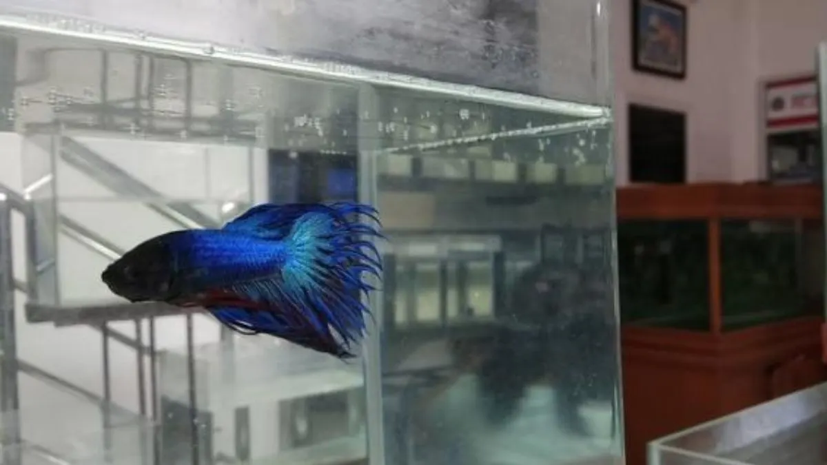 Ikan cupang dipuasakan 24 jam setelah sampai di rumah sekaligus dikarantina