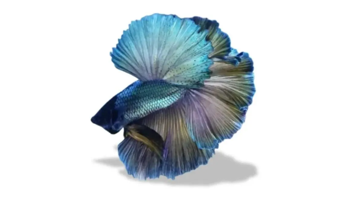 ikan-cupang-halfmoon-cooper-rosetail Gambar ikan cupang cooper rosetail