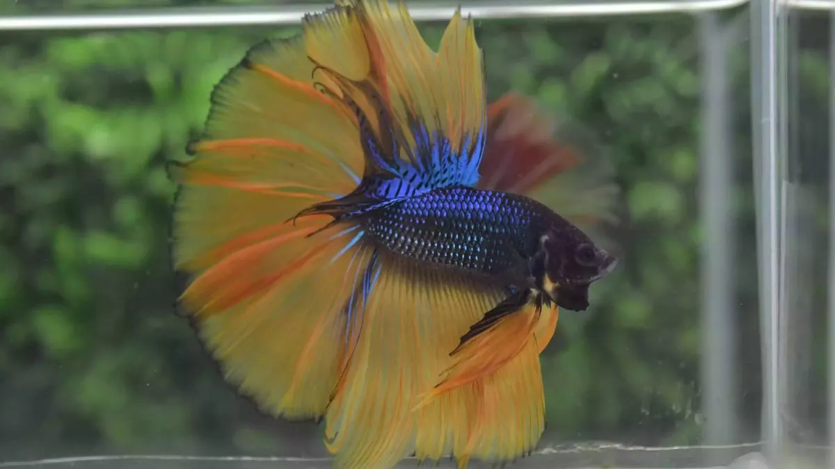 ikan-cupang-halfmoon-jantan Ilustrasi perawatan ikan cupang halfmoon jantan