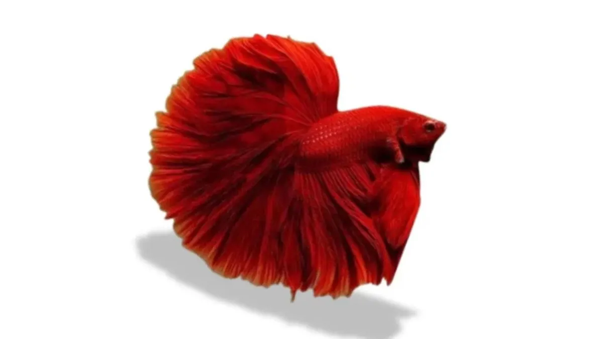 ikan-cupang-halfmoon-super-red Ilustrasi ikan cupang halfmoon super red