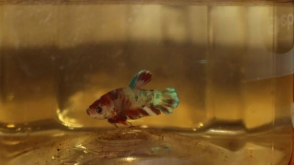Ilustrasi perawatan ikan cupang plakat multicolor di musim hujan