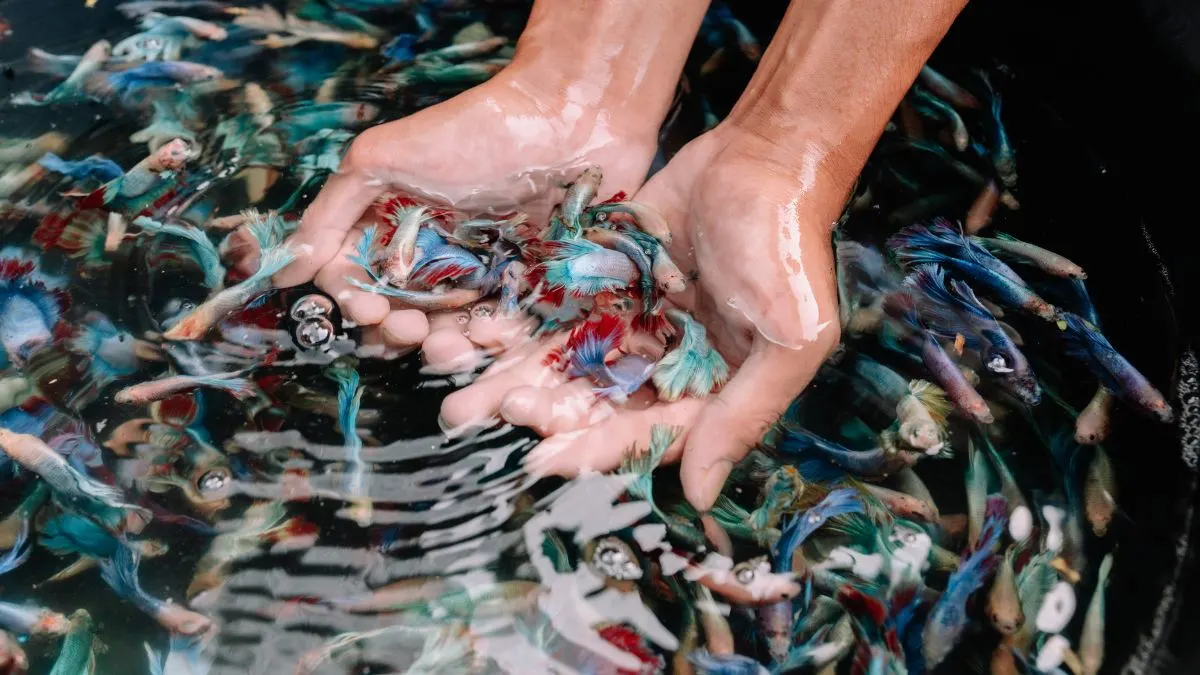 Gambar ikan cupang di kolam Molly Jaya yang siap panen