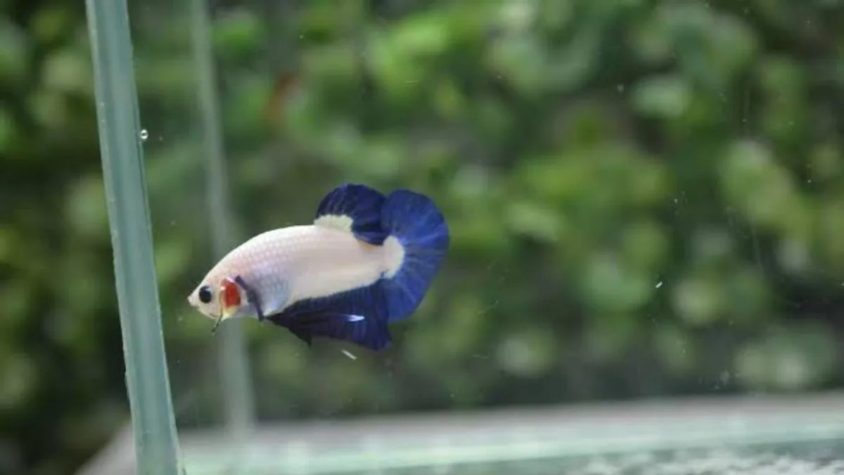 Ilustrasi gambar ikan cupang plakat kecil di akuarium