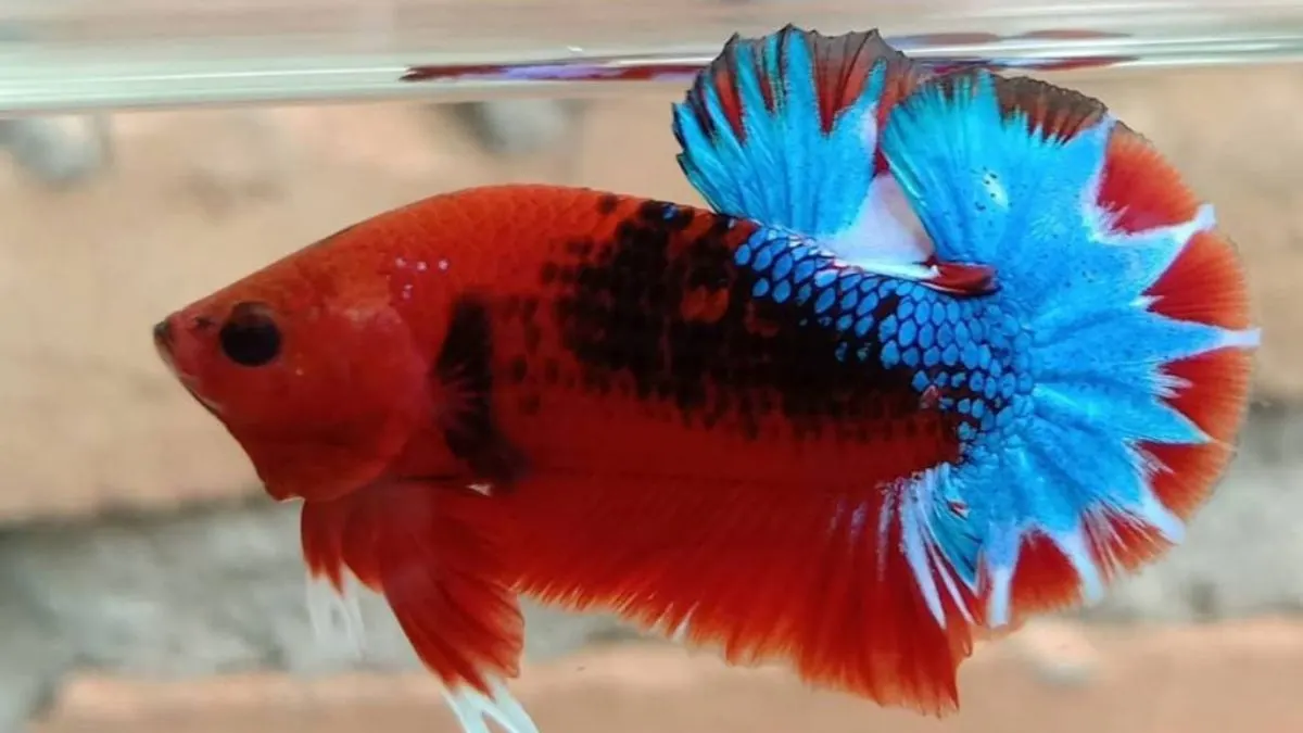 ikan-cupang-plakat-hellboy-di-air