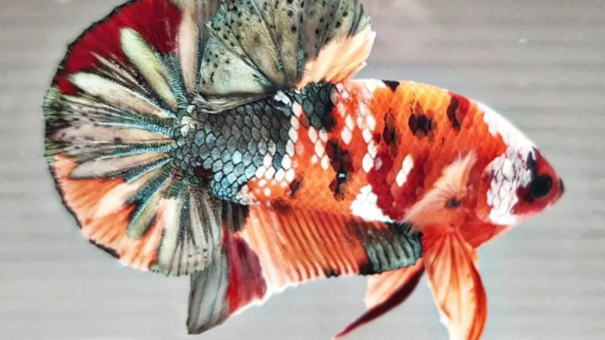 Ilustrasi gambar ikan cupang plakat multicolor