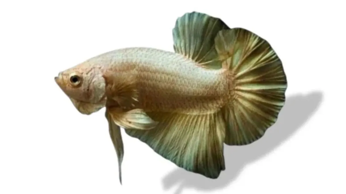 ikan-cupang-soft-gold-jumbo Gambar ikan cupang plakat gold jumbo