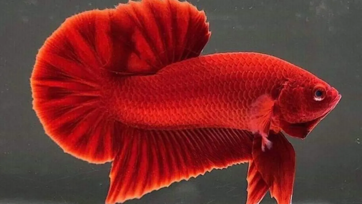 Ilustrasi ikan cupang solid super red plakat