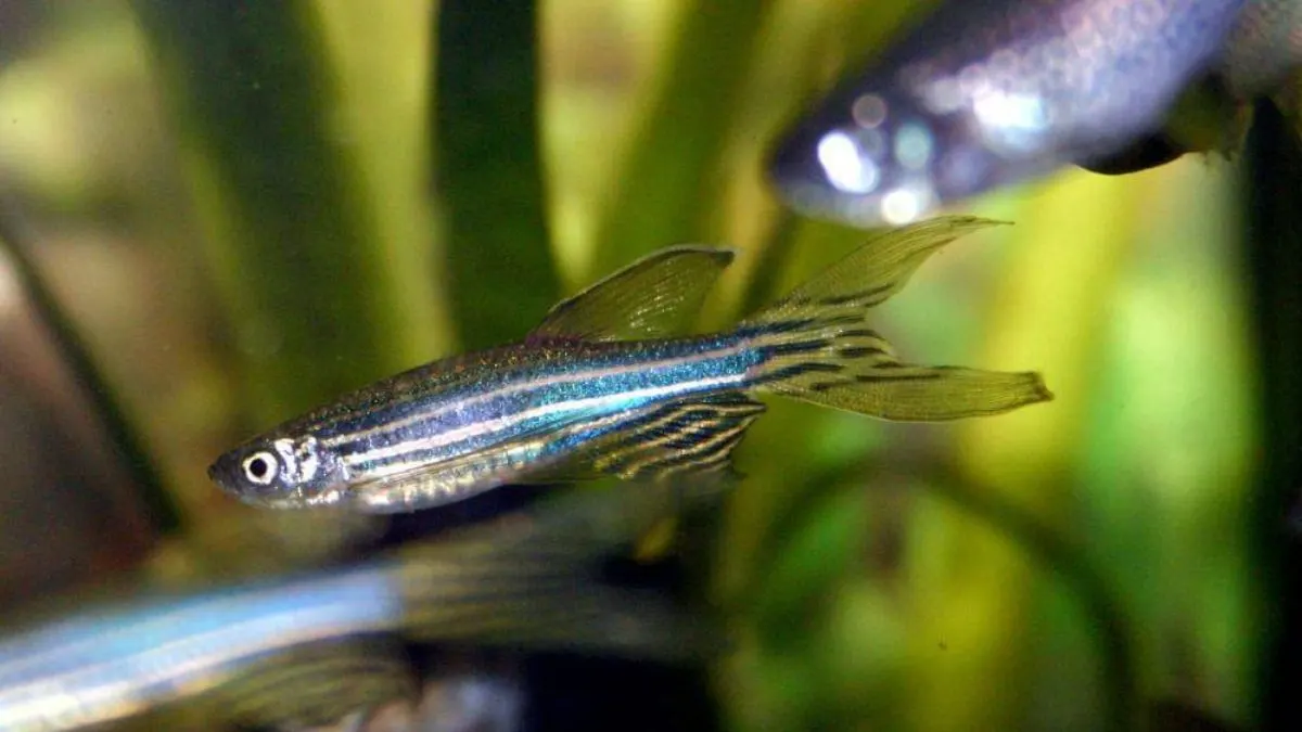 Ilustrasi jenis ikan hias kecil danio atau zebrafish
