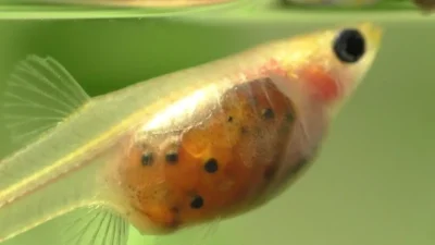 Ilustrasi gambar ikan guppy hamil anaknya yang cocok untuk gambar artikel tentang cara budidaya ikan guppy