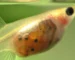 Ilustrasi gambar ikan guppy hamil anaknya yang cocok untuk gambar artikel tentang cara budidaya ikan guppy