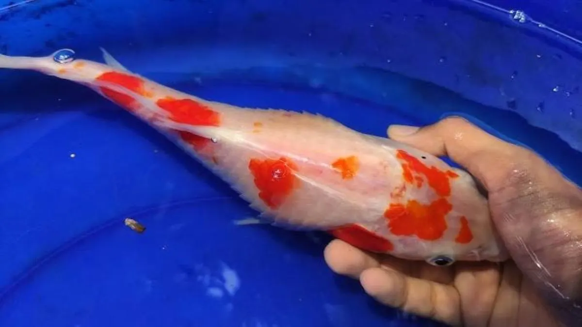 ikan-koi-sakit-dikarantina Ilustrasi ikan sakit dan dikarantina