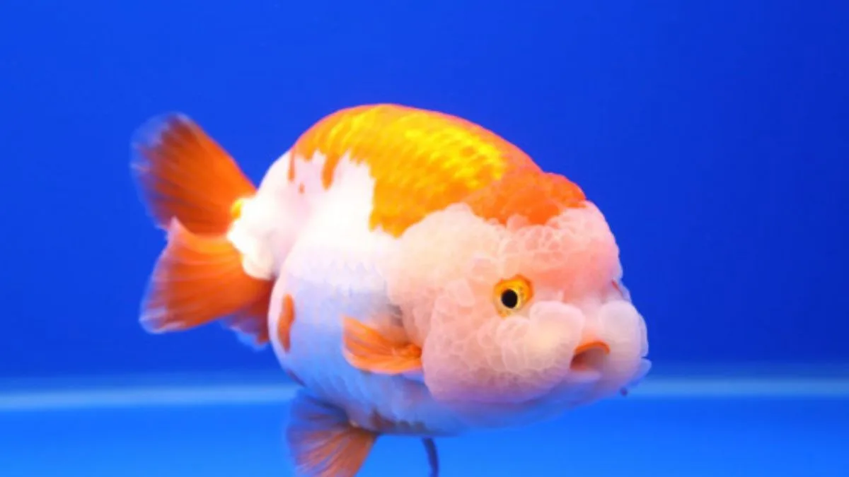 Ilustrasi ikan lionchu campuran lionhead dan ranchu