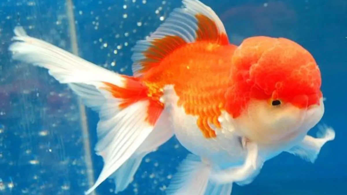 Ilustrasi gambar jenis ikan koki oranda