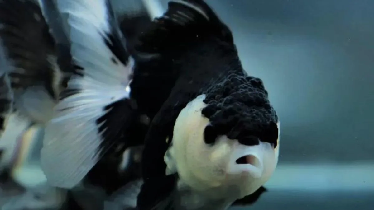 Ilustrasi gambar ikan koki panda lucu