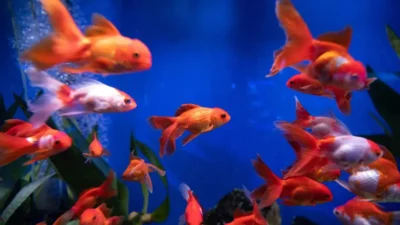 Ilsutrasi ikan mas koki bergabung dengan ikan lain