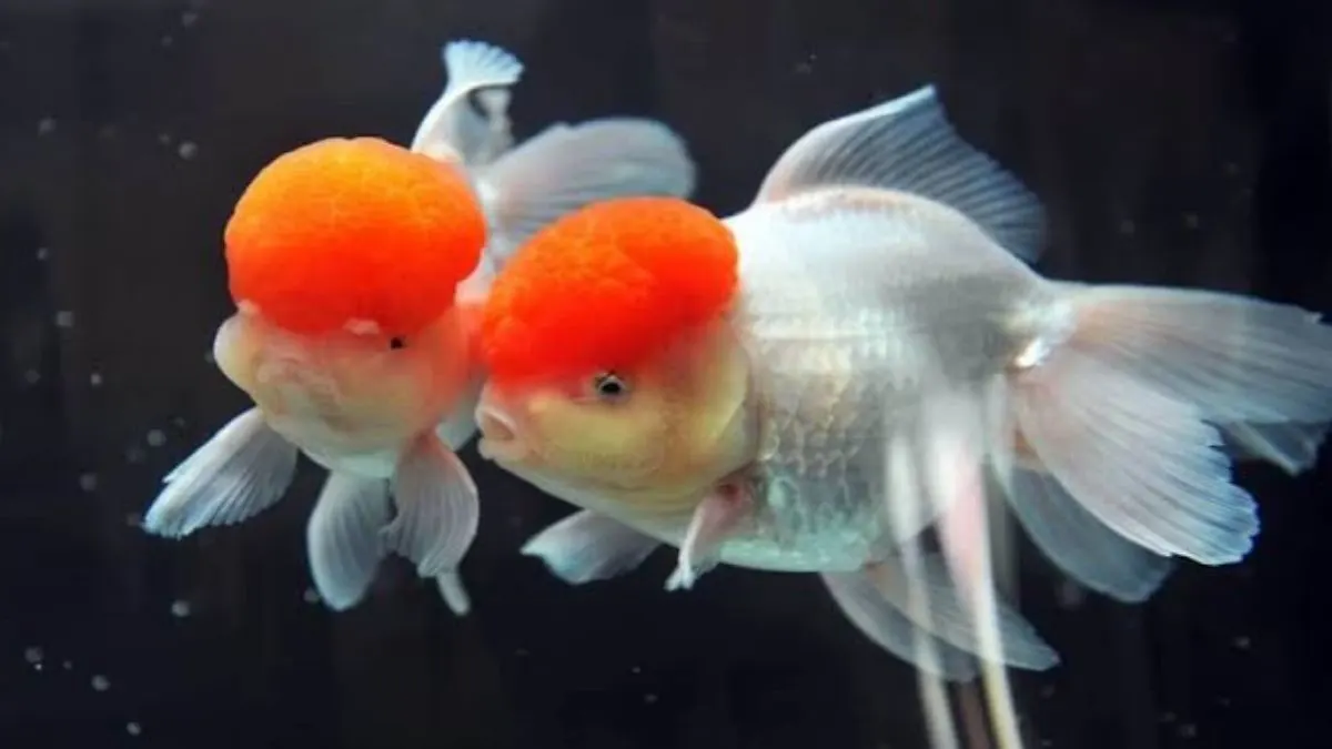 Ilustrasi ikan koki oranda di akuarium