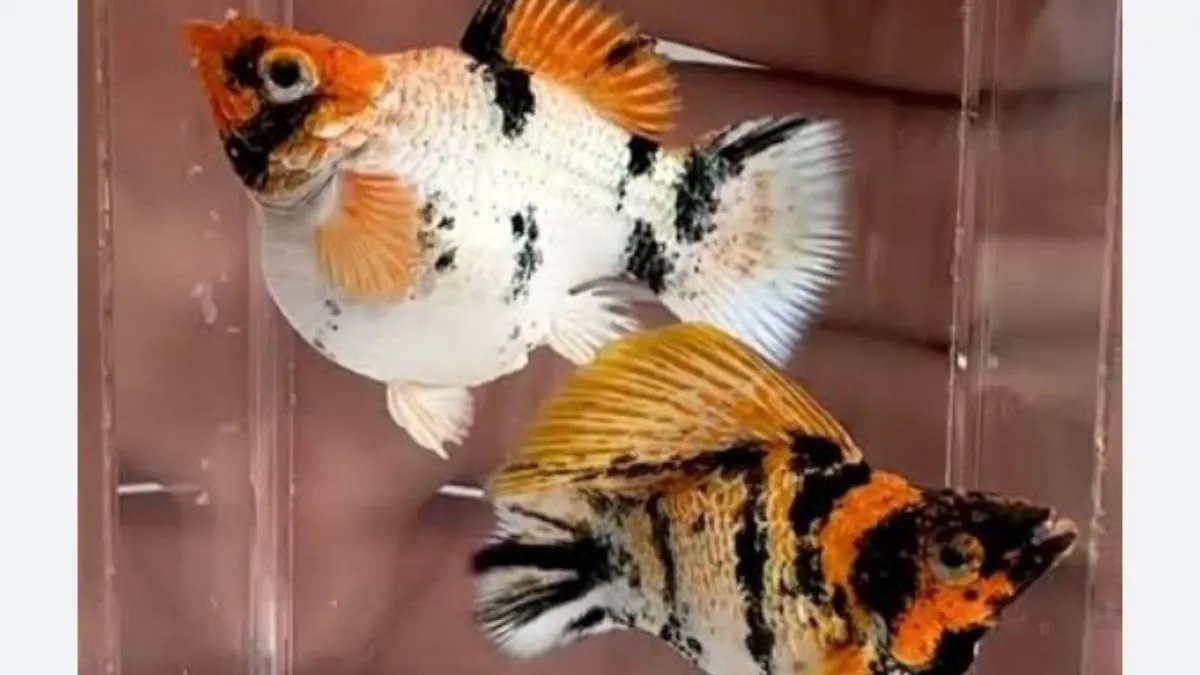 Gambar jenis ikan molly balon red head