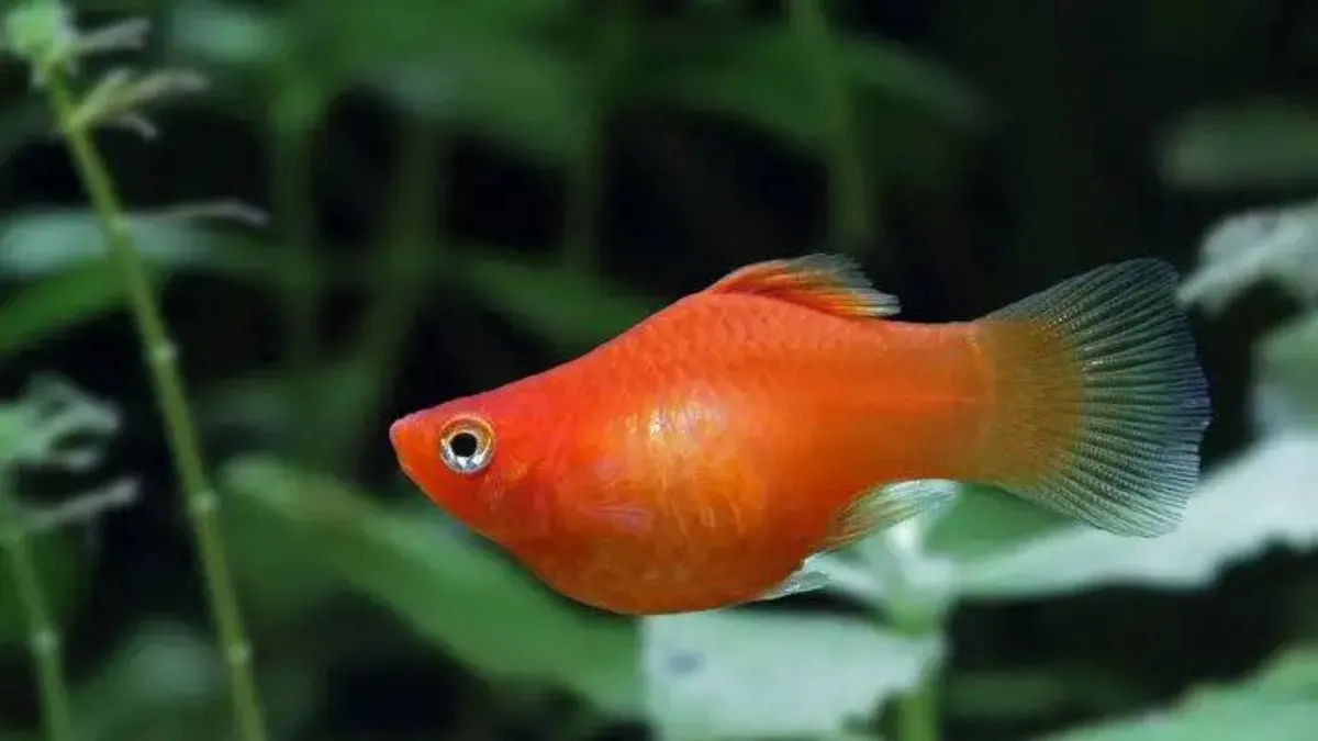 Gambar jenis ikan molly balon sunkist