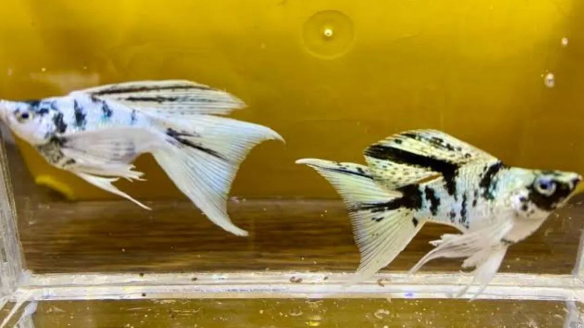 ikan-molly-balon-zebra Gambar jenis ikan molly balon zebra