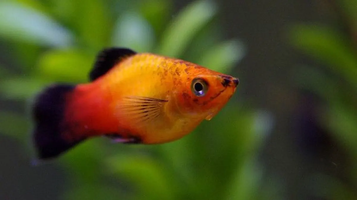 Ilustrasi gambar ikan hias kecil molly