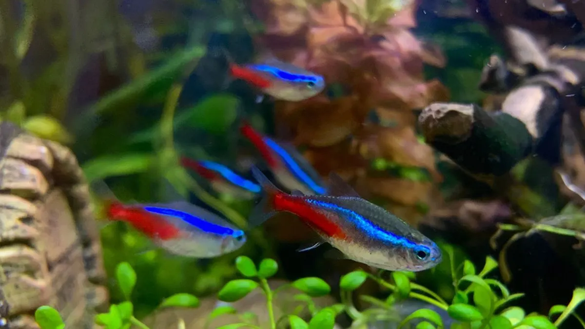 Ilustrasi gambar jenis ikan kecil neon tetra di akuarium