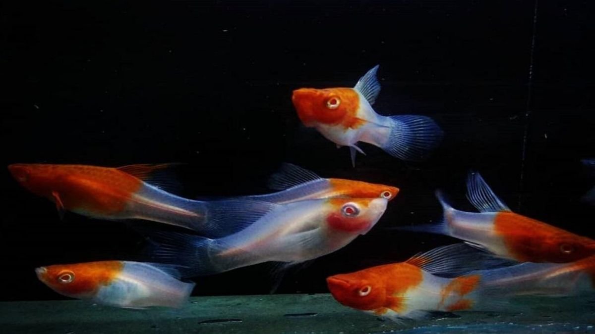 Ilustrasi beberapa jenis ikan platy kohaku di akuarium