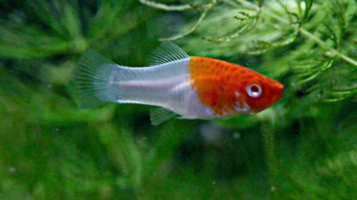 Ilustrasi ikan platy kohaku