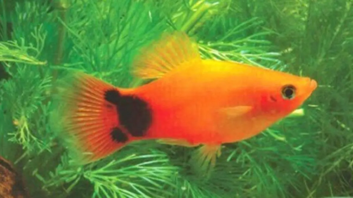 Ilustrasi jenis ikan platy mikey mouse