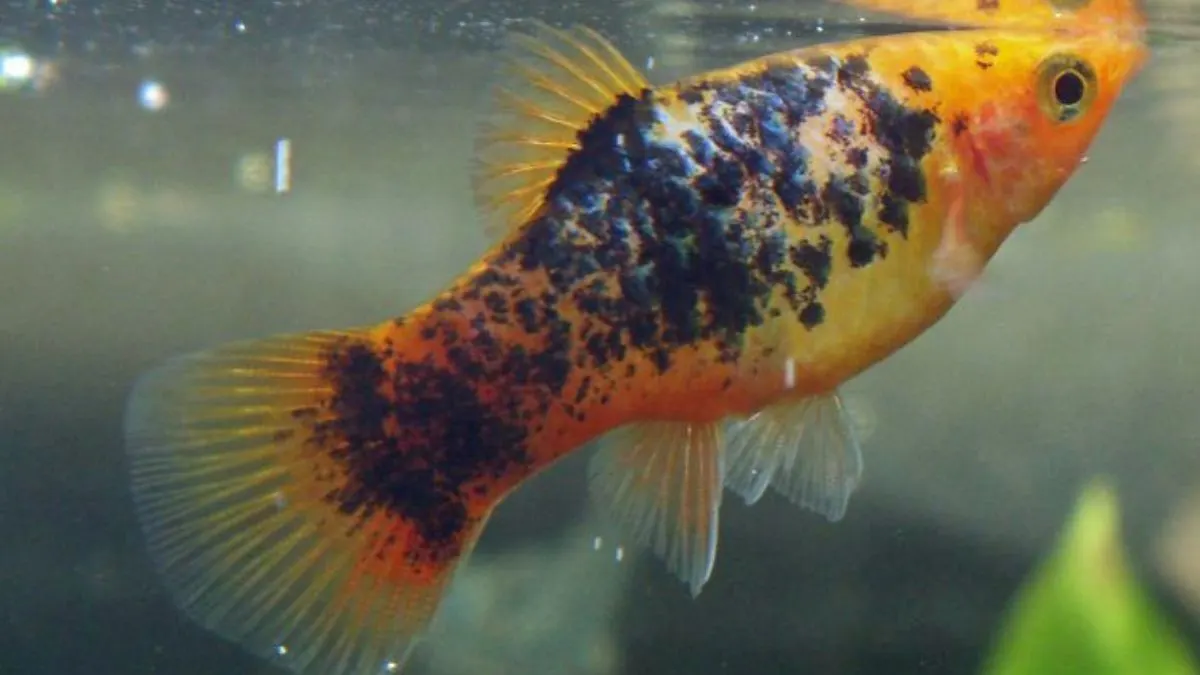 Ilustrasi jenis ikan platy sanke berada di akuarium