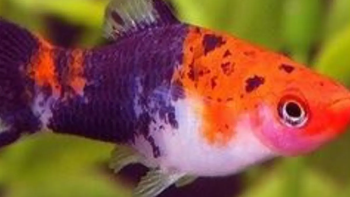 Ilustrasi jenis ikan platy sanke