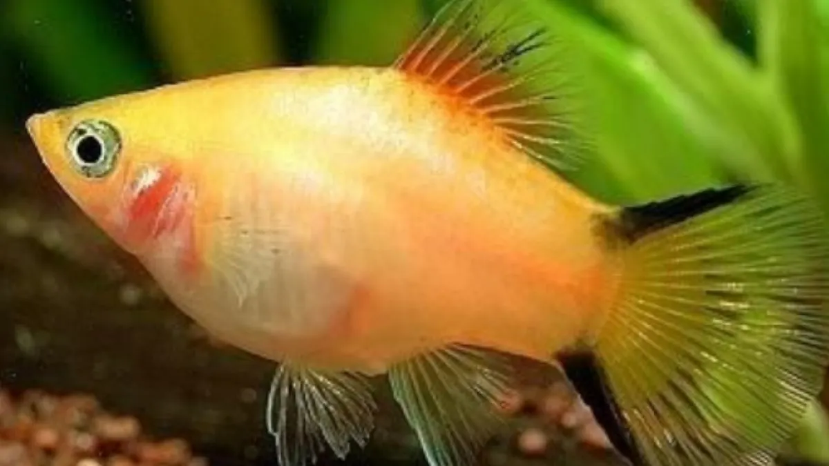 Ilustrasi jenis ikan platy sunset