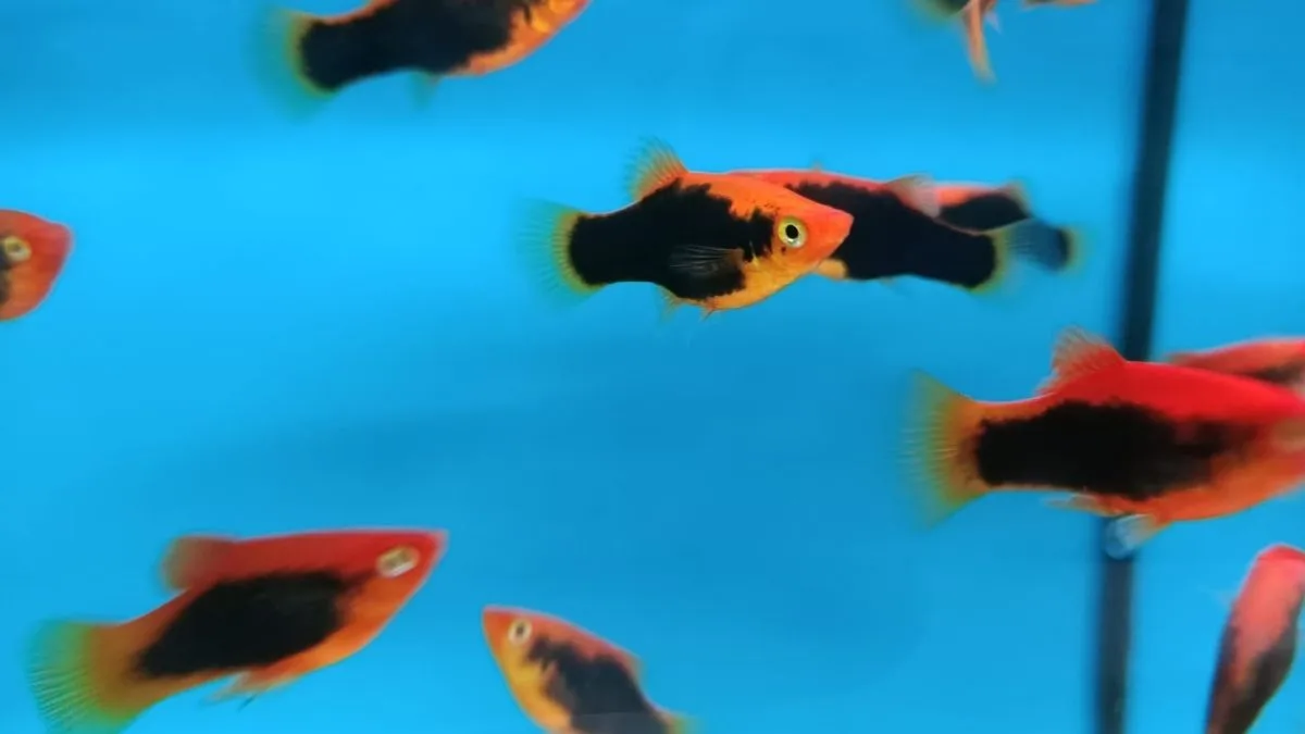 Ilustrasi beberapa jenis ikan platy tuxedo di akuarium