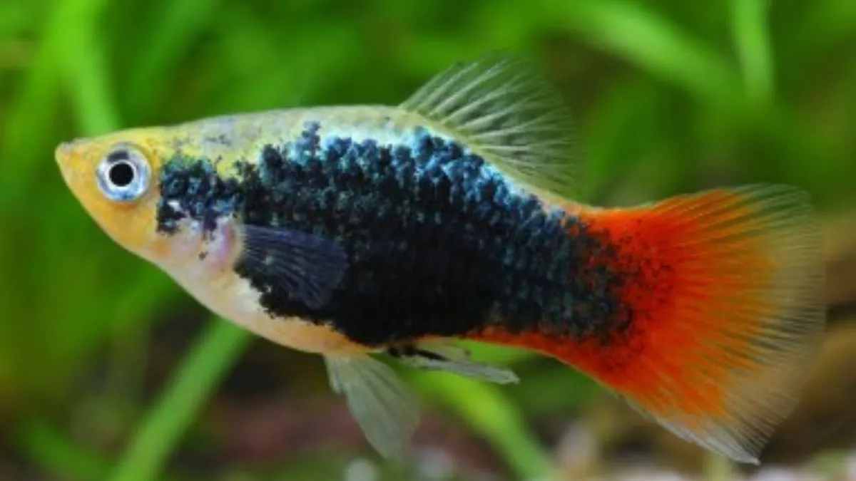 Gambar jenis ikan platy tuxedo