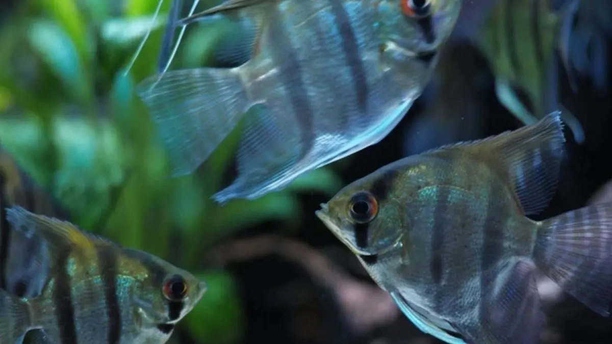 ilustrasi-banyak-manfish-di-akuarium Ilustrasi jenis ikan manfish zebra