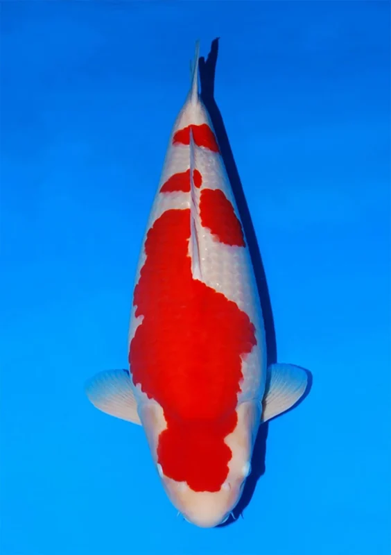 Gambar ikan koi kohaku pemenang kontes